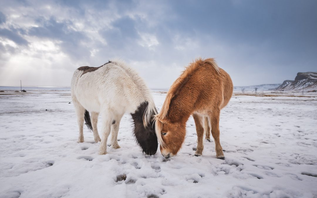 Islandští koňové